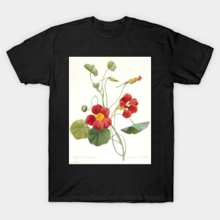 Tropaeolum majus (Garden Nasturtium) by Pierre-Joseph Redoute T-Shirt